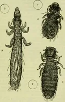 An illustration from The microscope : its history, construction, and application, being a familiar introduction to the use of the instrument, and the study of microscopical science / by Jabez Hogg ; with upwards of five hundred engravings, and coloured illustrations by Tuffen West. (1890)