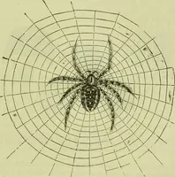An illustration from The microscope : its history, construction, and application, being a familiar introduction to the use of the instrument, and the study of microscopical science / by Jabez Hogg ; with upwards of five hundred engravings, and coloured illustrations by Tuffen West. (1890)