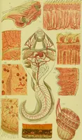 An illustration from The microscope : its history, construction, and application, being a familiar introduction to the use of the instrument, and the study of microscopical science / by Jabez Hogg ; with upwards of five hundred engravings, and coloured illustrations by Tuffen West. (1890)