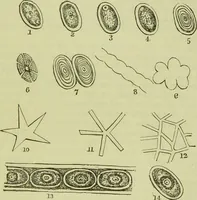 An illustration from The microscope : its history, construction, and application, being a familiar introduction to the use of the instrument, and the study of microscopical science / by Jabez Hogg ; with upwards of five hundred engravings, and coloured illustrations by Tuffen West. (1890)
