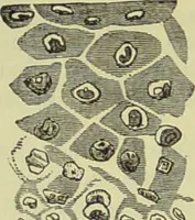 An illustration from The microscope : its history, construction, and application, being a familiar introduction to the use of the instrument, and the study of microscopical science / by Jabez Hogg ; with upwards of five hundred engravings, and coloured illustrations by Tuffen West. (1890)