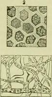 An illustration from The microscope : its history, construction, and application, being a familiar introduction to the use of the instrument, and the study of microscopical science / by Jabez Hogg ; with upwards of five hundred engravings, and coloured illustrations by Tuffen West. (1890)