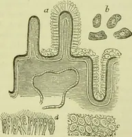 An illustration from The microscope : its history, construction, and application, being a familiar introduction to the use of the instrument, and the study of microscopical science / by Jabez Hogg ; with upwards of five hundred engravings, and coloured illustrations by Tuffen West. (1890)