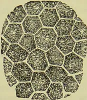 An illustration from The microscope : its history, construction, and application, being a familiar introduction to the use of the instrument, and the study of microscopical science / by Jabez Hogg ; with upwards of five hundred engravings, and coloured illustrations by Tuffen West. (1890)