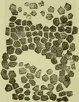 An illustration from The microscope : its history, construction, and application, being a familiar introduction to the use of the instrument, and the study of microscopical science / by Jabez Hogg ; with upwards of five hundred engravings, and coloured illustrations by Tuffen West. (1890)