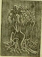 An illustration from The microscope : its history, construction, and application, being a familiar introduction to the use of the instrument, and the study of microscopical science / by Jabez Hogg ; with upwards of five hundred engravings, and coloured illustrations by Tuffen West. (1890)