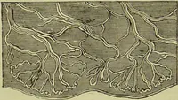 An illustration from The microscope : its history, construction, and application, being a familiar introduction to the use of the instrument, and the study of microscopical science / by Jabez Hogg ; with upwards of five hundred engravings, and coloured illustrations by Tuffen West. (1890)