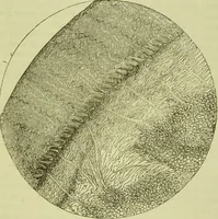 An illustration from The microscope : its history, construction, and application, being a familiar introduction to the use of the instrument, and the study of microscopical science / by Jabez Hogg ; with upwards of five hundred engravings, and coloured illustrations by Tuffen West. (1890)