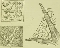 An illustration from The microscope : its history, construction, and application, being a familiar introduction to the use of the instrument, and the study of microscopical science / by Jabez Hogg ; with upwards of five hundred engravings, and coloured illustrations by Tuffen West. (1890)