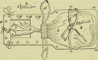 An illustration from The microscope : its history, construction, and application, being a familiar introduction to the use of the instrument, and the study of microscopical science / by Jabez Hogg ; with upwards of five hundred engravings, and coloured illustrations by Tuffen West. (1890)