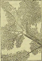 An illustration from The microscope : its history, construction, and application, being a familiar introduction to the use of the instrument, and the study of microscopical science / by Jabez Hogg ; with upwards of five hundred engravings, and coloured illustrations by Tuffen West. (1890)