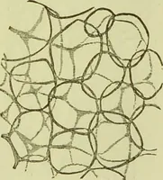 An illustration from The microscope : its history, construction, and application, being a familiar introduction to the use of the instrument, and the study of microscopical science / by Jabez Hogg ; with upwards of five hundred engravings, and coloured illustrations by Tuffen West. (1890)
