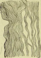 An illustration from The microscope : its history, construction, and application, being a familiar introduction to the use of the instrument, and the study of microscopical science / by Jabez Hogg ; with upwards of five hundred engravings, and coloured illustrations by Tuffen West. (1890)