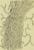 An illustration from The microscope : its history, construction, and application, being a familiar introduction to the use of the instrument, and the study of microscopical science / by Jabez Hogg ; with upwards of five hundred engravings, and coloured illustrations by Tuffen West. (1890)