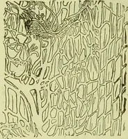 An illustration from The microscope : its history, construction, and application, being a familiar introduction to the use of the instrument, and the study of microscopical science / by Jabez Hogg ; with upwards of five hundred engravings, and coloured illustrations by Tuffen West. (1890)