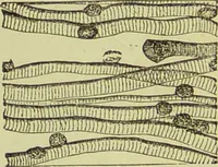 An illustration from The microscope : its history, construction, and application, being a familiar introduction to the use of the instrument, and the study of microscopical science / by Jabez Hogg ; with upwards of five hundred engravings, and coloured illustrations by Tuffen West. (1890)