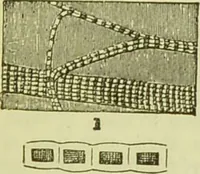 An illustration from The microscope : its history, construction, and application, being a familiar introduction to the use of the instrument, and the study of microscopical science / by Jabez Hogg ; with upwards of five hundred engravings, and coloured illustrations by Tuffen West. (1890)