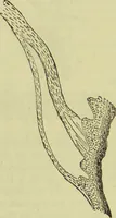 An illustration from The microscope : its history, construction, and application, being a familiar introduction to the use of the instrument, and the study of microscopical science / by Jabez Hogg ; with upwards of five hundred engravings, and coloured illustrations by Tuffen West. (1890)