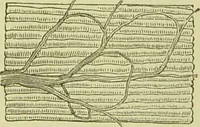 An illustration from The microscope : its history, construction, and application, being a familiar introduction to the use of the instrument, and the study of microscopical science / by Jabez Hogg ; with upwards of five hundred engravings, and coloured illustrations by Tuffen West. (1890)