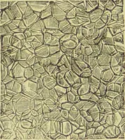 An illustration from The microscope : its history, construction, and application, being a familiar introduction to the use of the instrument, and the study of microscopical science / by Jabez Hogg ; with upwards of five hundred engravings, and coloured illustrations by Tuffen West. (1890)