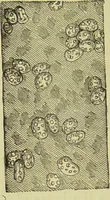 An illustration from The microscope : its history, construction, and application, being a familiar introduction to the use of the instrument, and the study of microscopical science / by Jabez Hogg ; with upwards of five hundred engravings, and coloured illustrations by Tuffen West. (1890)