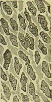 An illustration from The microscope : its history, construction, and application, being a familiar introduction to the use of the instrument, and the study of microscopical science / by Jabez Hogg ; with upwards of five hundred engravings, and coloured illustrations by Tuffen West. (1890)