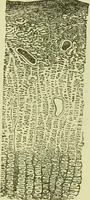 An illustration from The microscope : its history, construction, and application, being a familiar introduction to the use of the instrument, and the study of microscopical science / by Jabez Hogg ; with upwards of five hundred engravings, and coloured illustrations by Tuffen West. (1890)