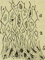 An illustration from The microscope : its history, construction, and application, being a familiar introduction to the use of the instrument, and the study of microscopical science / by Jabez Hogg ; with upwards of five hundred engravings, and coloured illustrations by Tuffen West. (1890)