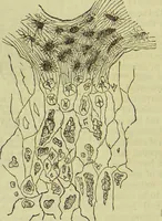 An illustration from The microscope : its history, construction, and application, being a familiar introduction to the use of the instrument, and the study of microscopical science / by Jabez Hogg ; with upwards of five hundred engravings, and coloured illustrations by Tuffen West. (1890)