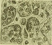 An illustration from The microscope : its history, construction, and application, being a familiar introduction to the use of the instrument, and the study of microscopical science / by Jabez Hogg ; with upwards of five hundred engravings, and coloured illustrations by Tuffen West. (1890)