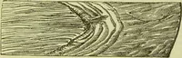 An illustration from The microscope : its history, construction, and application, being a familiar introduction to the use of the instrument, and the study of microscopical science / by Jabez Hogg ; with upwards of five hundred engravings, and coloured illustrations by Tuffen West. (1890)