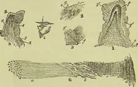 An illustration from The microscope : its history, construction, and application, being a familiar introduction to the use of the instrument, and the study of microscopical science / by Jabez Hogg ; with upwards of five hundred engravings, and coloured illustrations by Tuffen West. (1890)