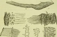 An illustration from The microscope : its history, construction, and application, being a familiar introduction to the use of the instrument, and the study of microscopical science / by Jabez Hogg ; with upwards of five hundred engravings, and coloured illustrations by Tuffen West. (1890)