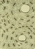 An illustration from The microscope : its history, construction, and application, being a familiar introduction to the use of the instrument, and the study of microscopical science / by Jabez Hogg ; with upwards of five hundred engravings, and coloured illustrations by Tuffen West. (1890)