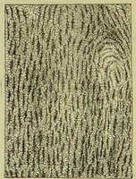 An illustration from The microscope : its history, construction, and application, being a familiar introduction to the use of the instrument, and the study of microscopical science / by Jabez Hogg ; with upwards of five hundred engravings, and coloured illustrations by Tuffen West. (1890)
