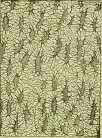 An illustration from The microscope : its history, construction, and application, being a familiar introduction to the use of the instrument, and the study of microscopical science / by Jabez Hogg ; with upwards of five hundred engravings, and coloured illustrations by Tuffen West. (1890)