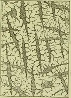 An illustration from The microscope : its history, construction, and application, being a familiar introduction to the use of the instrument, and the study of microscopical science / by Jabez Hogg ; with upwards of five hundred engravings, and coloured illustrations by Tuffen West. (1890)