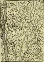 An illustration from The microscope : its history, construction, and application, being a familiar introduction to the use of the instrument, and the study of microscopical science / by Jabez Hogg ; with upwards of five hundred engravings, and coloured illustrations by Tuffen West. (1890)