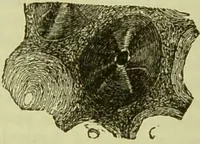 An illustration from The microscope : its history, construction, and application, being a familiar introduction to the use of the instrument, and the study of microscopical science / by Jabez Hogg ; with upwards of five hundred engravings, and coloured illustrations by Tuffen West. (1890)