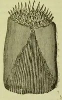 An illustration from The microscope : its history, construction, and application, being a familiar introduction to the use of the instrument, and the study of microscopical science / by Jabez Hogg ; with upwards of five hundred engravings, and coloured illustrations by Tuffen West. (1890)