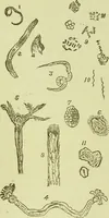 An illustration from The microscope : its history, construction, and application, being a familiar introduction to the use of the instrument, and the study of microscopical science / by Jabez Hogg ; with upwards of five hundred engravings, and coloured illustrations by Tuffen West. (1890)