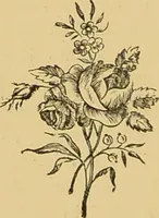 Picture 23 of 220 from Nature's revelations of character, or, The mental, moral and volitive dispositions of mankind, as manifested in the human form and countenance / by Joseph Simms. (1873), leaf 130