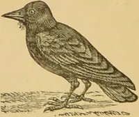 Picture 36 of 220 from Nature's revelations of character, or, The mental, moral and volitive dispositions of mankind, as manifested in the human form and countenance / by Joseph Simms. (1873), leaf 168