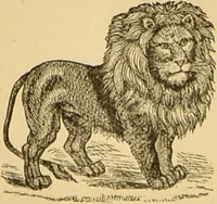 Picture 40 of 220 from Nature's revelations of character, or, The mental, moral and volitive dispositions of mankind, as manifested in the human form and countenance / by Joseph Simms. (1873), leaf 176