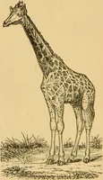 Picture 41 of 220 from Nature's revelations of character, or, The mental, moral and volitive dispositions of mankind, as manifested in the human form and countenance / by Joseph Simms. (1873), leaf 176