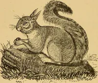Picture 42 of 220 from Nature's revelations of character, or, The mental, moral and volitive dispositions of mankind, as manifested in the human form and countenance / by Joseph Simms. (1873), leaf 178