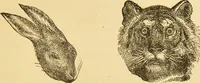 An illustration from Nature's revelations of character, or, The mental, moral and volitive dispositions of mankind, as manifested in the human form and countenance / by Joseph Simms. (1873)