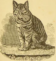 Picture 65 of 220 from Nature's revelations of character, or, The mental, moral and volitive dispositions of mankind, as manifested in the human form and countenance / by Joseph Simms. (1873), leaf 203