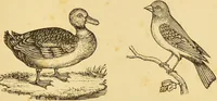 Picture 67 of 220 from Nature's revelations of character, or, The mental, moral and volitive dispositions of mankind, as manifested in the human form and countenance / by Joseph Simms. (1873), leaf 205