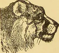 Picture 69 of 220 from Nature's revelations of character, or, The mental, moral and volitive dispositions of mankind, as manifested in the human form and countenance / by Joseph Simms. (1873), leaf 207